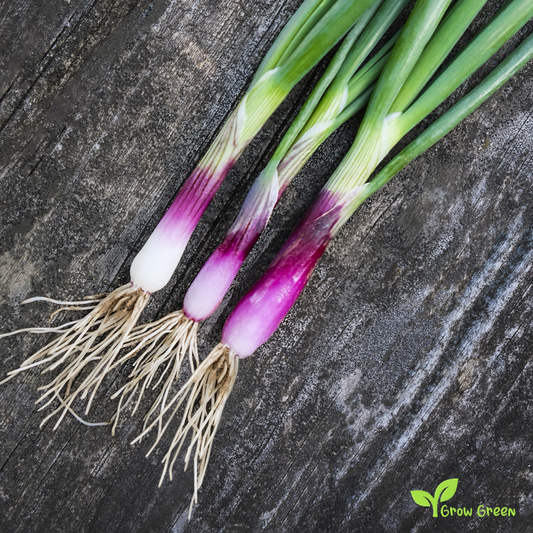 20 seeds of Red Welsh Onion - ALLIUM FISTULOSUM + Gift 5 seeds of Sunflower