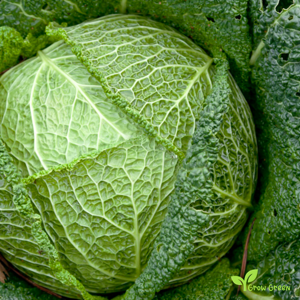 30 seeds of Savoy Perfection Cabbage - BRASSICA OLERACEA + Gift 5 seeds of Sunflower
