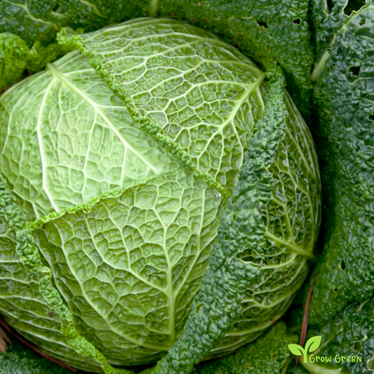 30 seeds of Savoy Perfection Cabbage - BRASSICA OLERACEA + Gift 5 seeds of Sunflower