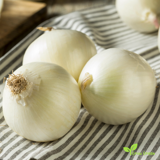 30 seeds of Onion White Sweet Spanish - ALLIUM CEPA + Gift 5 seeds of Sunflower