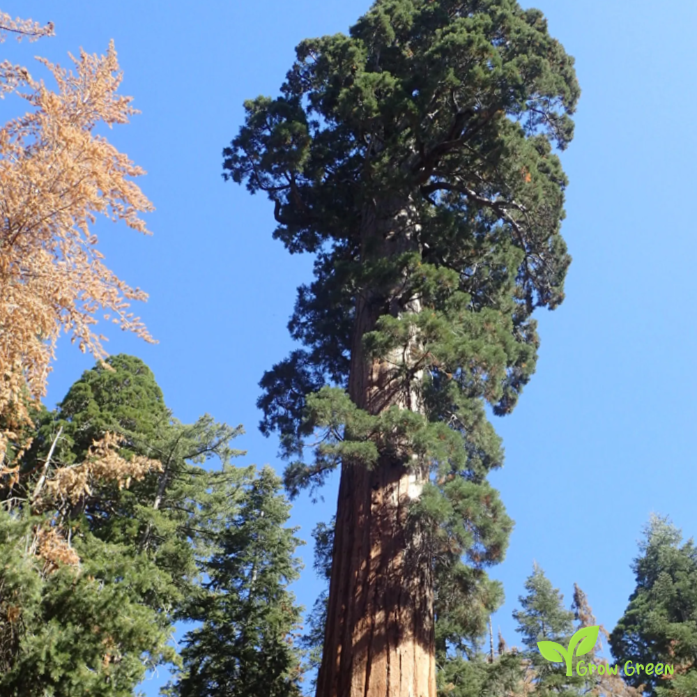 5 seeds of Giant Redwood - SEQUOIADENDRON GIGANTEUM + Gift 5 seeds of Sunflower
