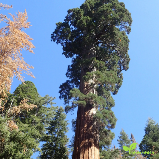 5 seeds of Giant Redwood - SEQUOIADENDRON GIGANTEUM + Gift 5 seeds of Sunflower