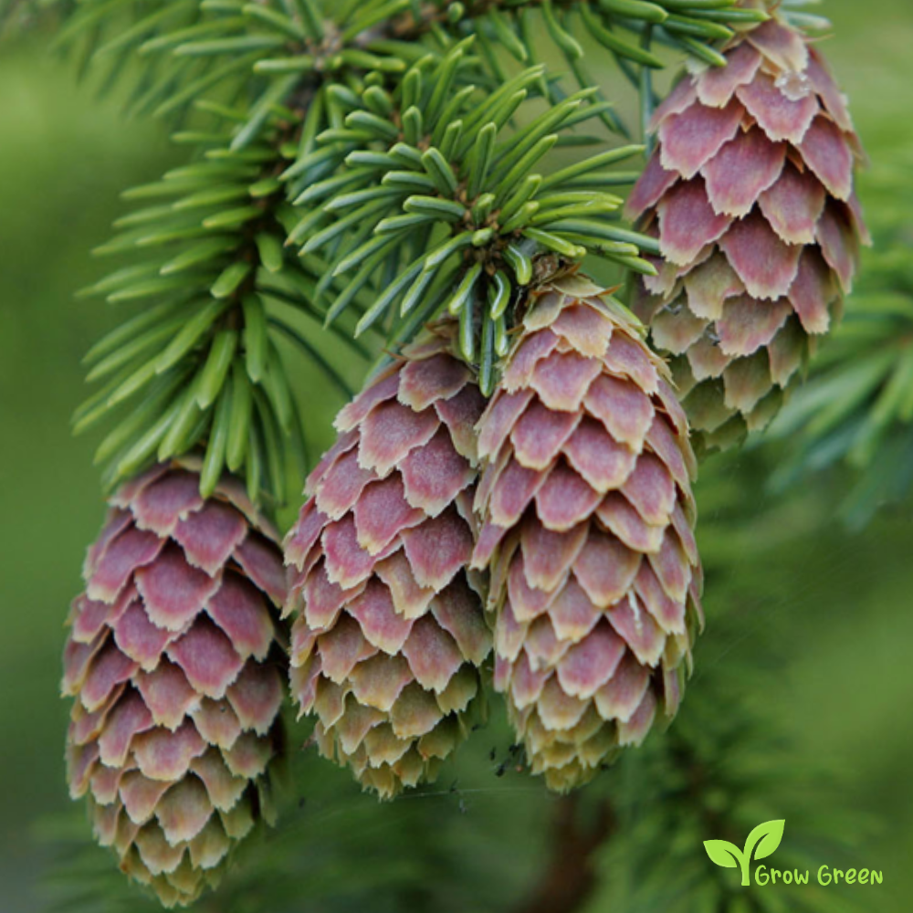 5 seeds of Sitka Spruce - PICEA SITCHENSIS + Gift 5 seeds of Sunflower