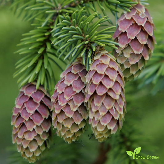 5 seeds of Sitka Spruce - PICEA SITCHENSIS + Gift 5 seeds of Sunflower