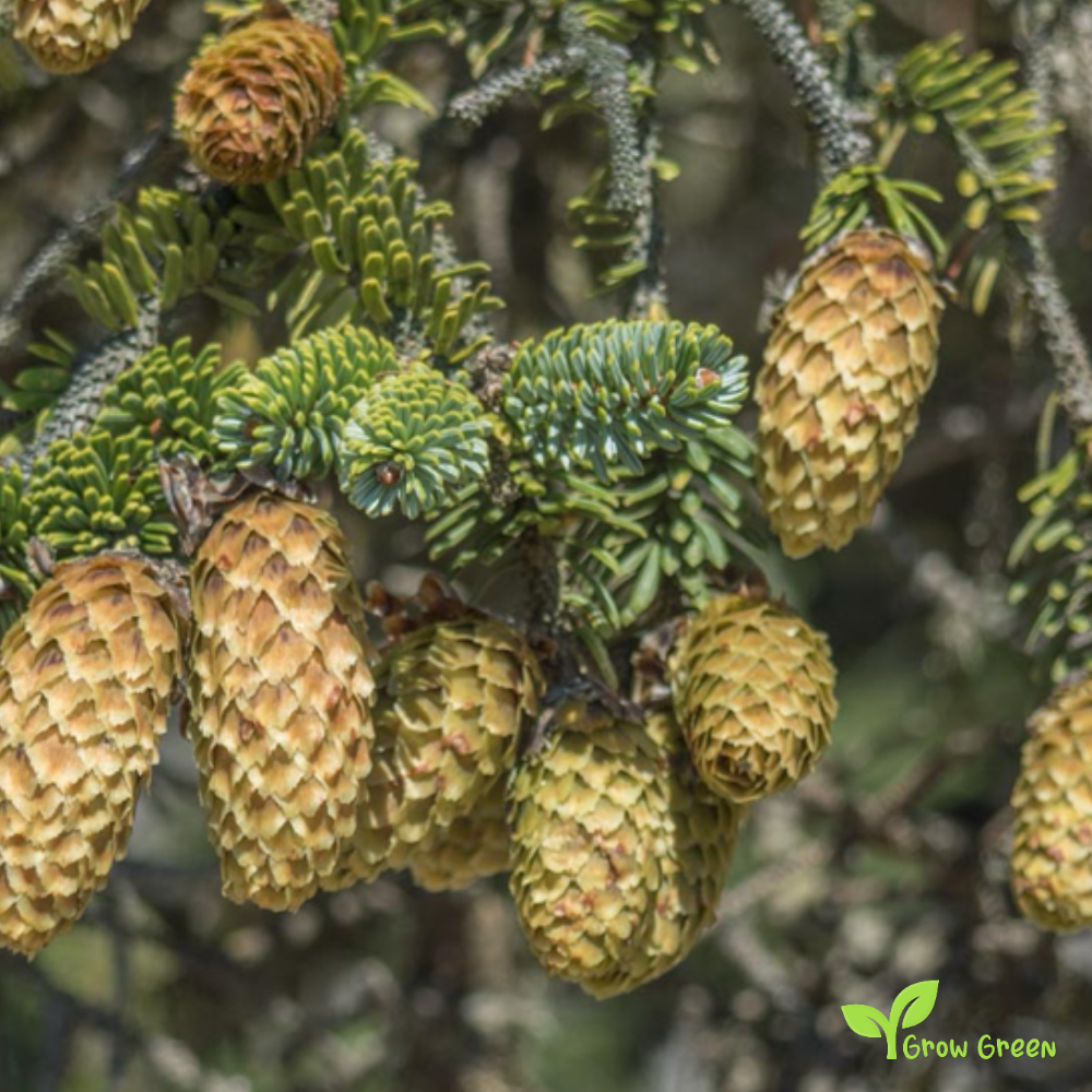 5 seeds of Sitka Spruce - PICEA SITCHENSIS + Gift 5 seeds of Sunflower