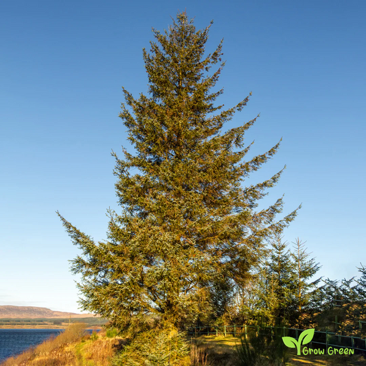 5 seeds of Sitka Spruce - PICEA SITCHENSIS + Gift 5 seeds of Sunflower