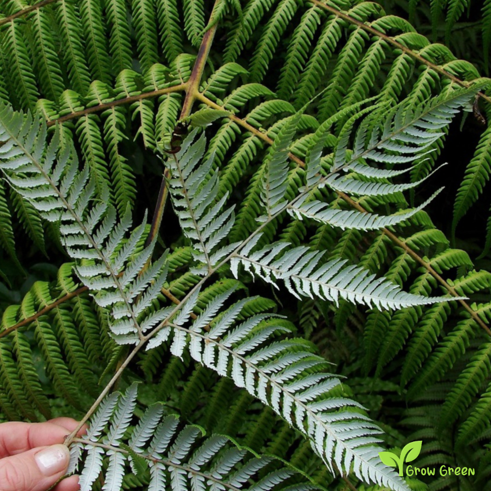 10 seeds/spores of Silver Tree Fern - CYATHEA DEALBATA + Gift 5 seeds of Sunflower