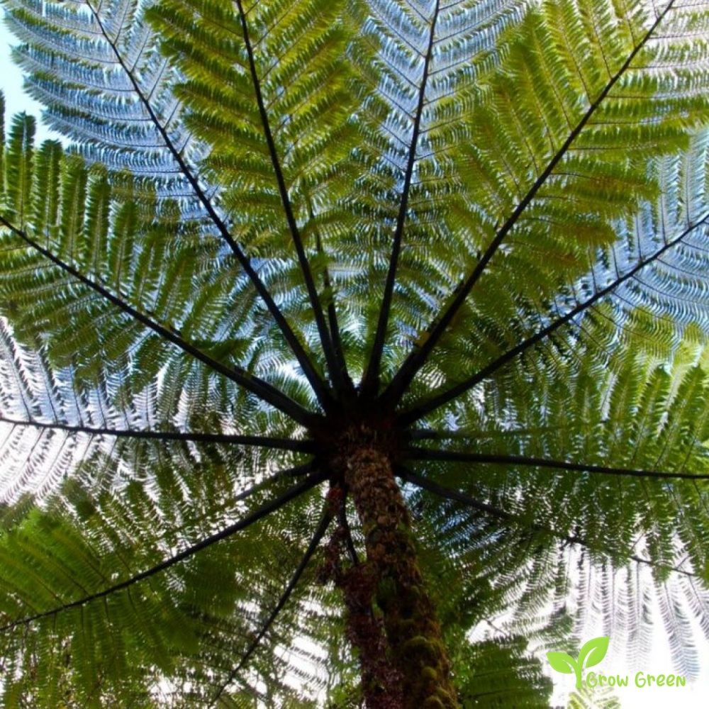 10 seeds/spores of Silver Tree Fern - CYATHEA DEALBATA + Gift 5 seeds of Sunflower