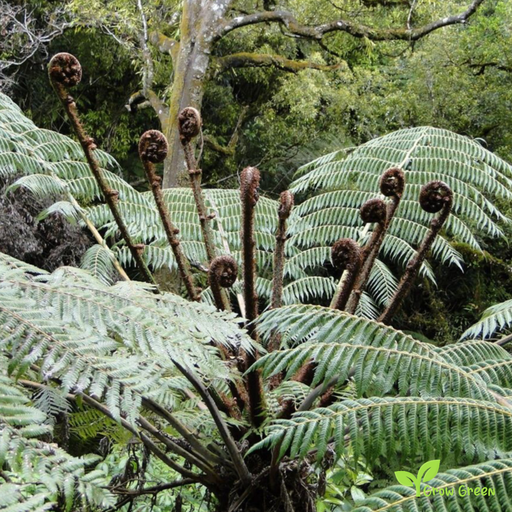 10 seeds/spores of Silver Tree Fern - CYATHEA DEALBATA + Gift 5 seeds of Sunflower