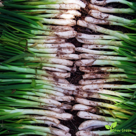 20 seeds of Calcot - ALLUM CEPA - Calçots + Gift 5 seeds of Sunflower