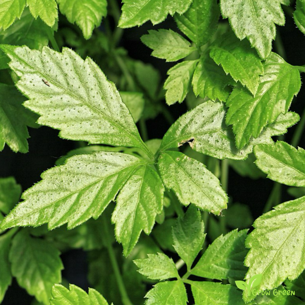 10 seeds of Jiaogulan - GYNOSTEMMA PENTAPHYLLUM + Gift 5 seeds of Sunflower