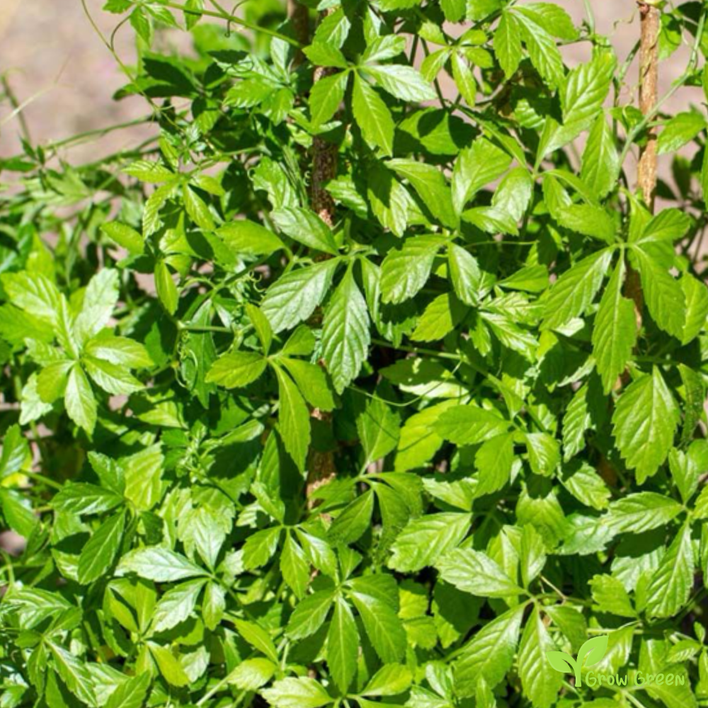 10 seeds of Jiaogulan - GYNOSTEMMA PENTAPHYLLUM + Gift 5 seeds of Sunflower