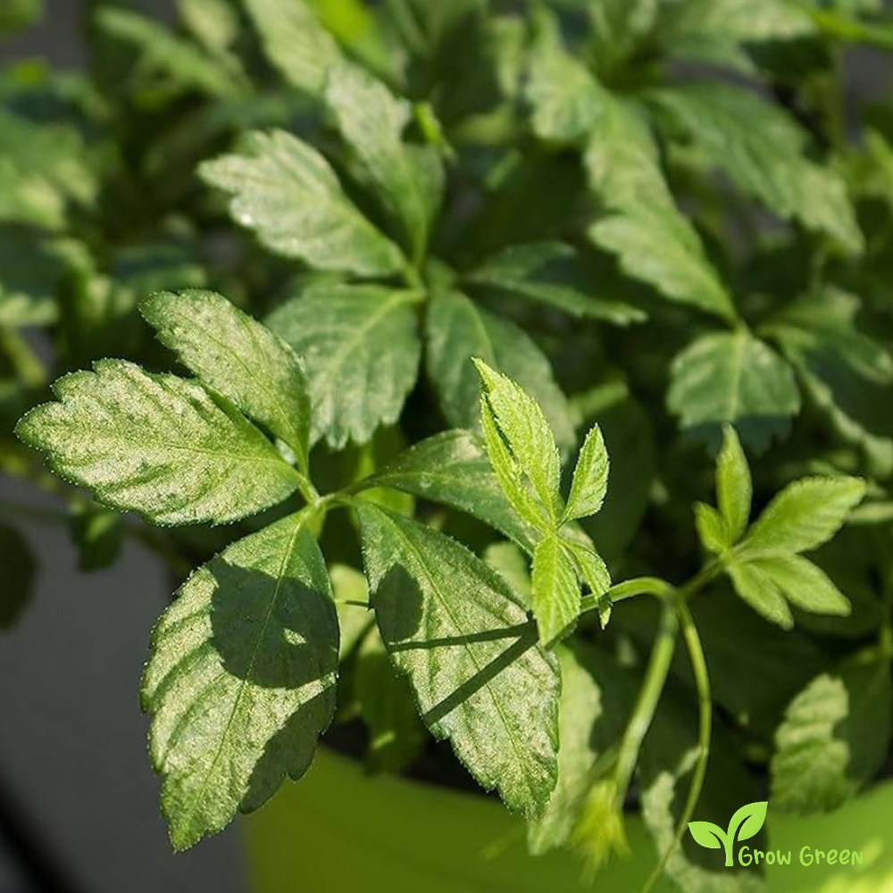 10 seeds of Jiaogulan - GYNOSTEMMA PENTAPHYLLUM + Gift 5 seeds of Sunflower