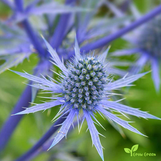 10 seeds of Sea Holly - ERYNGIUM PLANUM + Gift 5 seeds of Sunflower