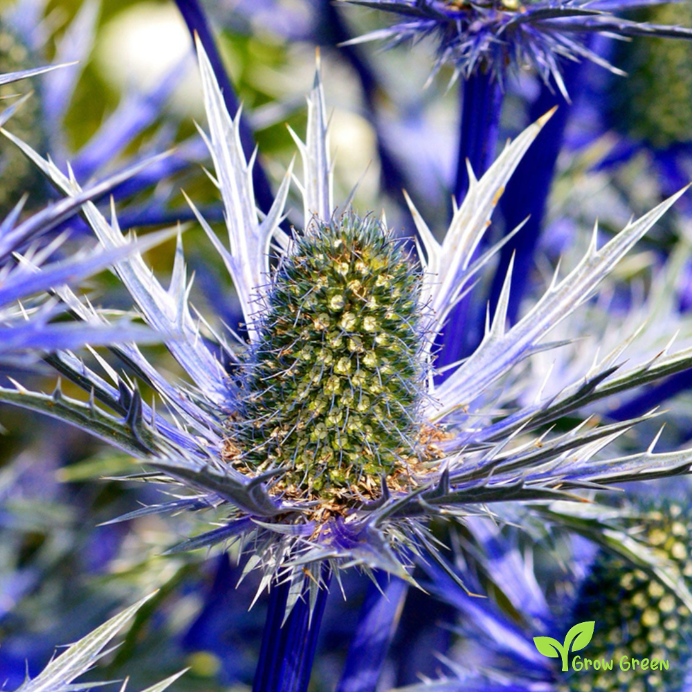 10 seeds of Sea Holly - ERYNGIUM PLANUM + Gift 5 seeds of Sunflower