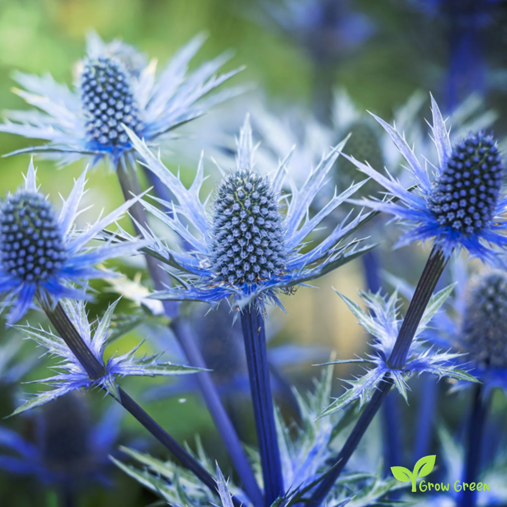 10 seeds of Sea Holly - ERYNGIUM PLANUM + Gift 5 seeds of Sunflower