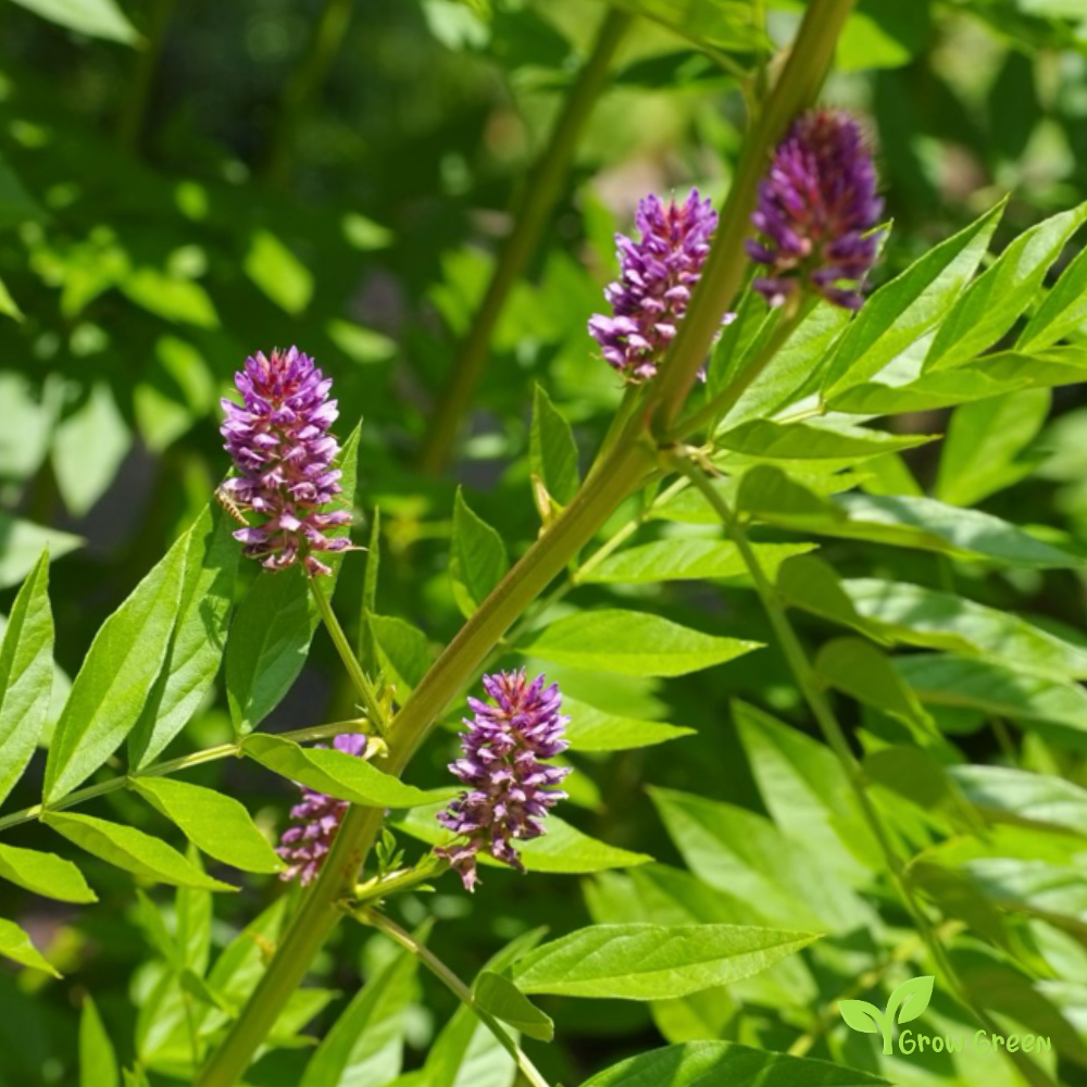 10 seeds of Liquorice - GLYCYRRHIZA GLABRA + Gift 5 seeds of Sunflower