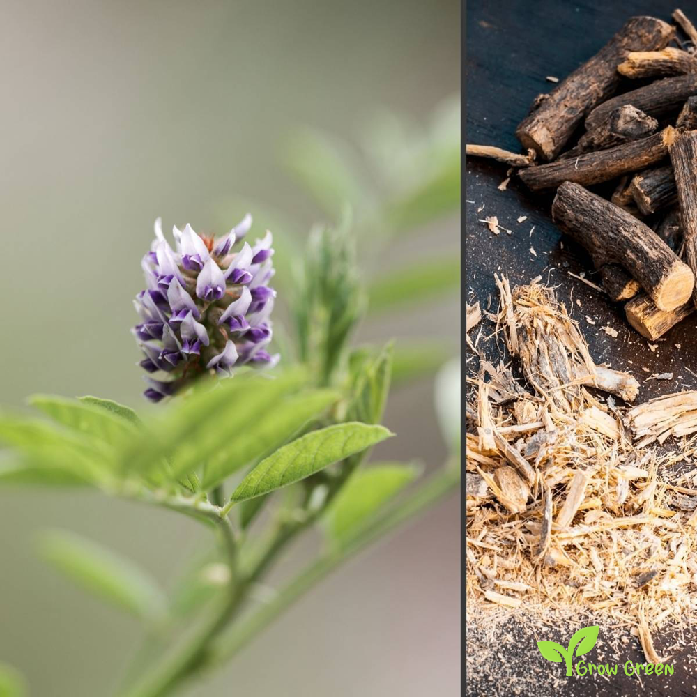 10 seeds of Liquorice - GLYCYRRHIZA GLABRA + Gift 5 seeds of Sunflower
