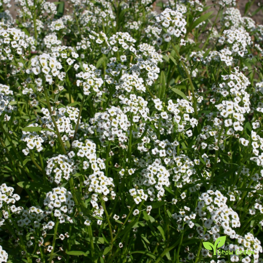 20 seeds of White Alyssum - LOBULARIA MARITIMA + Gift 5 seeds of Sunflower