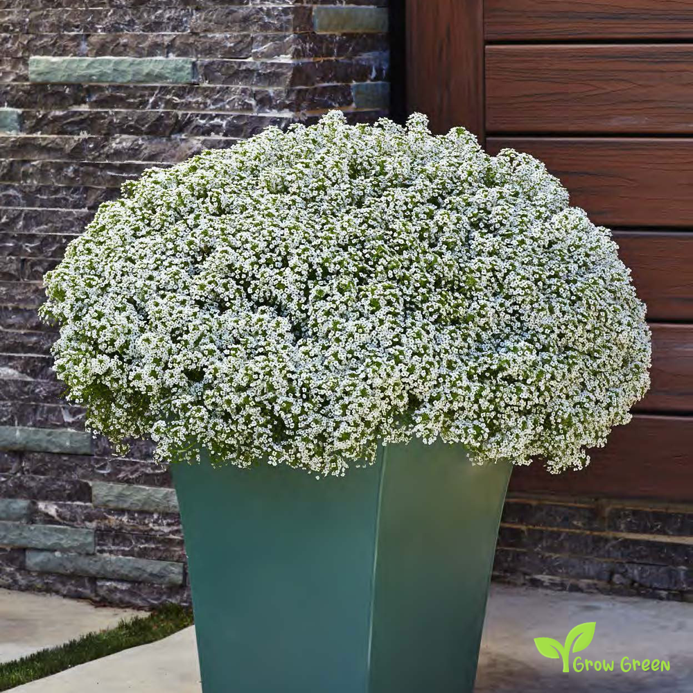 20 seeds of White Alyssum - LOBULARIA MARITIMA + Gift 5 seeds of Sunflower