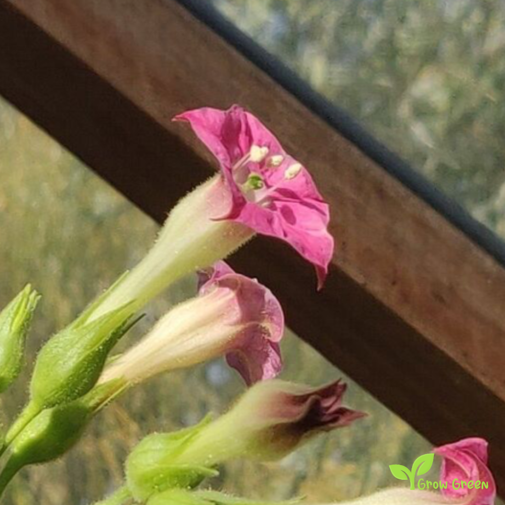 20 seeds of Marina Sabina Tobacco - NICOTIANA RUSTICA + Gift 5 seeds of Sunflower