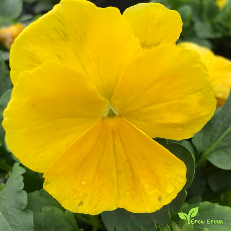 20 seeds of Garden Pansy Yellow - VIOLA WITTROCKIANA + Gift 5 seeds of Sunflower