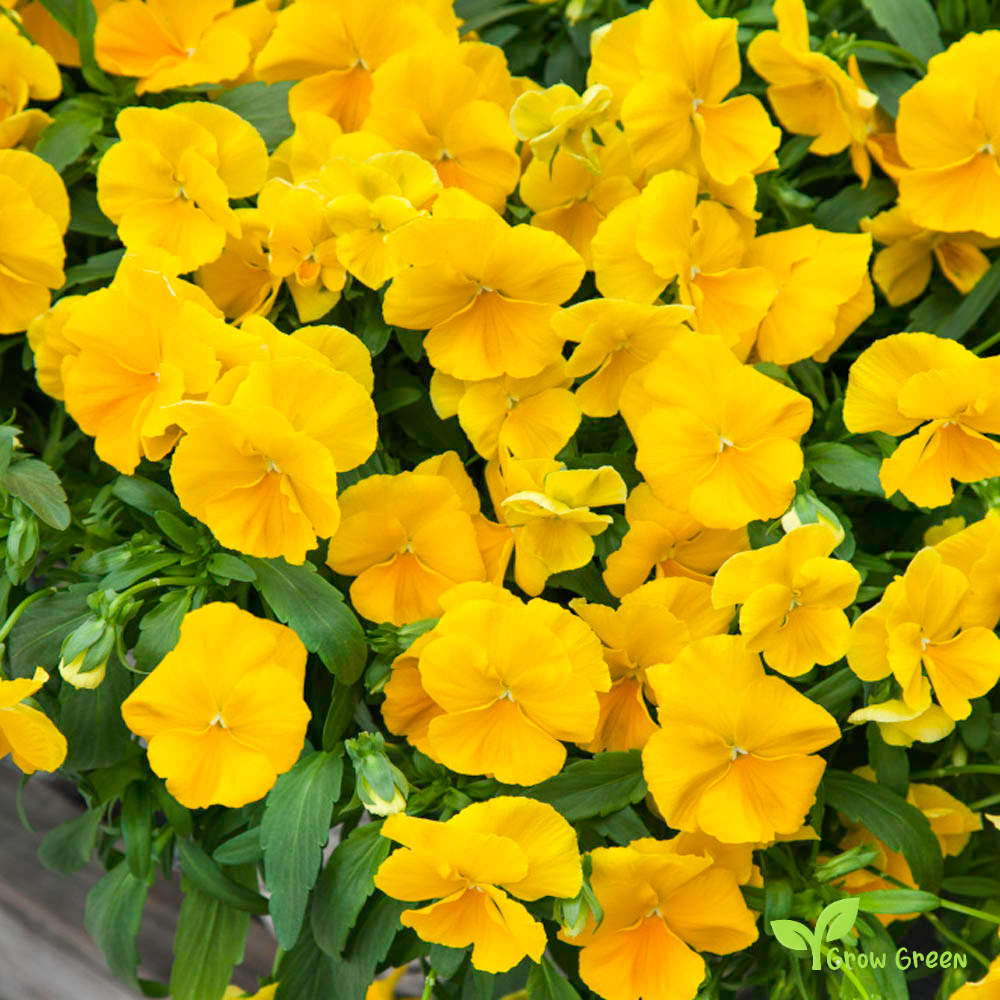 20 seeds of Garden Pansy Yellow - VIOLA WITTROCKIANA + Gift 5 seeds of Sunflower