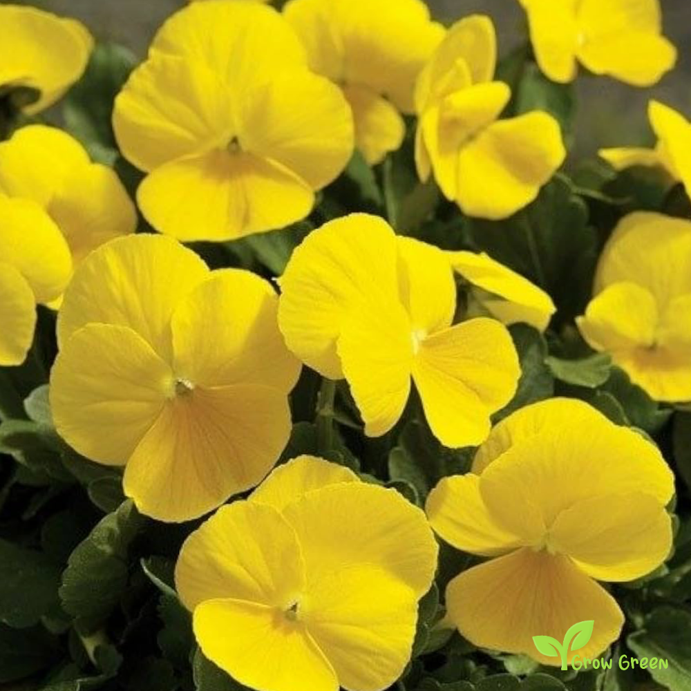 20 seeds of Garden Pansy Yellow - VIOLA WITTROCKIANA + Gift 5 seeds of Sunflower
