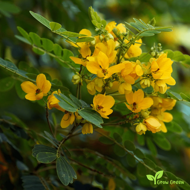 5 seeds of Cassia Angustifolia - SENNA ALEXANDRINA + Gift 5 seeds of Sunflower