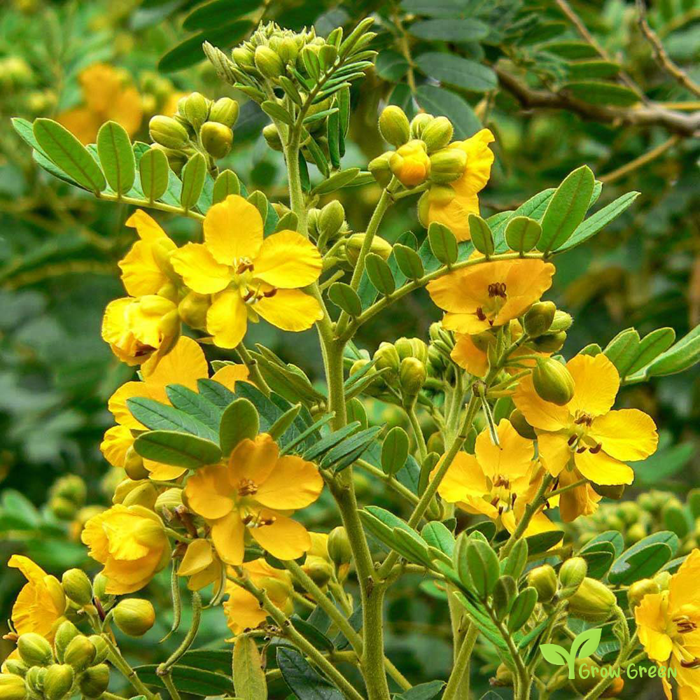 5 seeds of Cassia Angustifolia - SENNA ALEXANDRINA + Gift 5 seeds of Sunflower