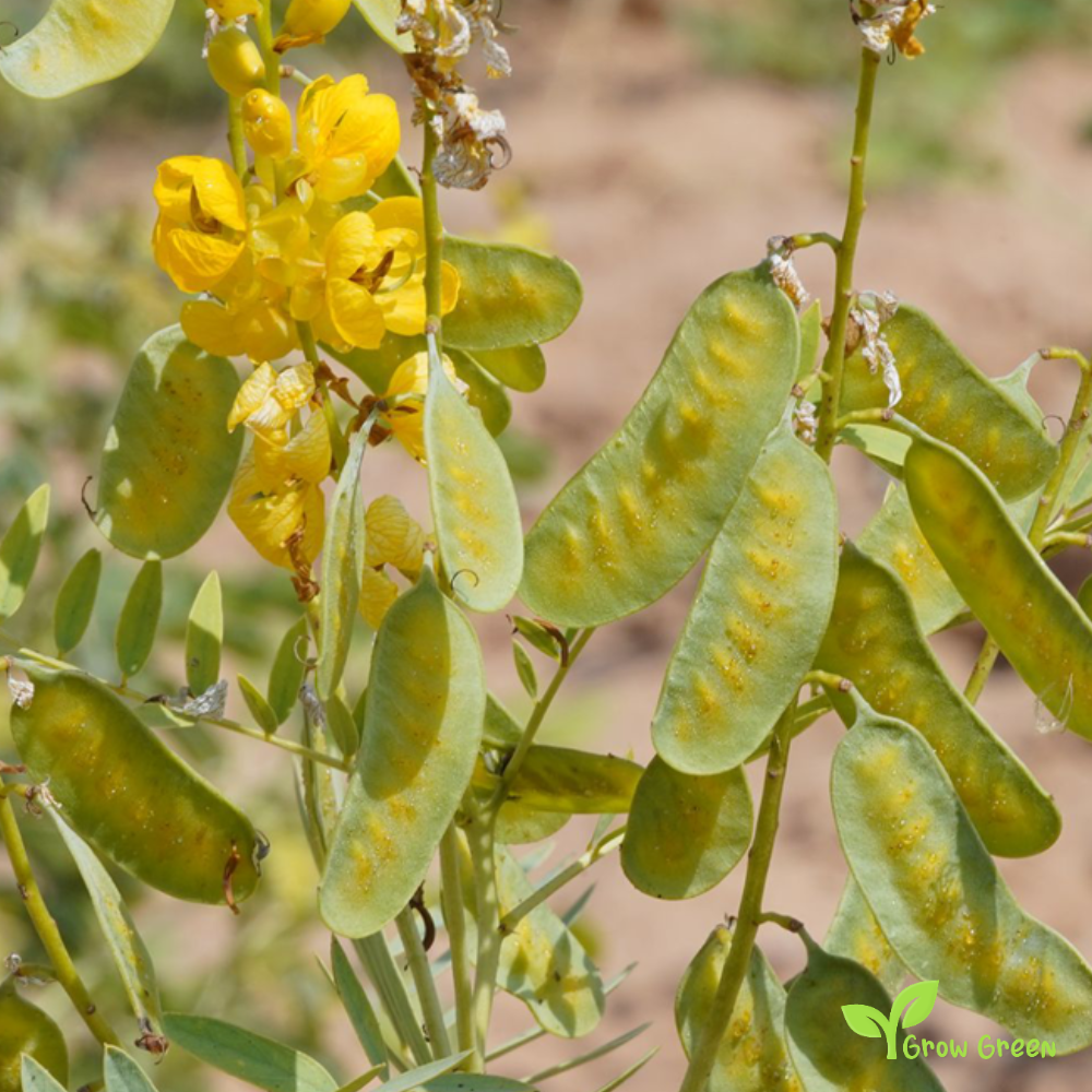 5 seeds of Cassia Angustifolia - SENNA ALEXANDRINA + Gift 5 seeds of Sunflower