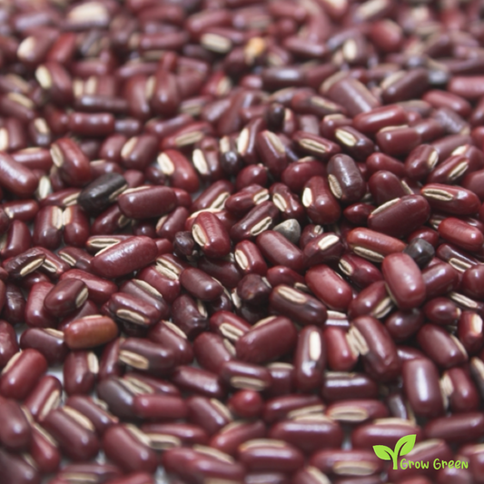 50 seeds of Rice Bean - VIGNA UMBELLATA - Red Small Bean + Gift 5 seeds of Sunflower