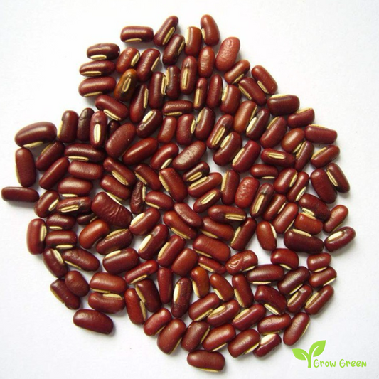 50 seeds of Rice Bean - VIGNA UMBELLATA - Red Small Bean + Gift 5 seeds of Sunflower