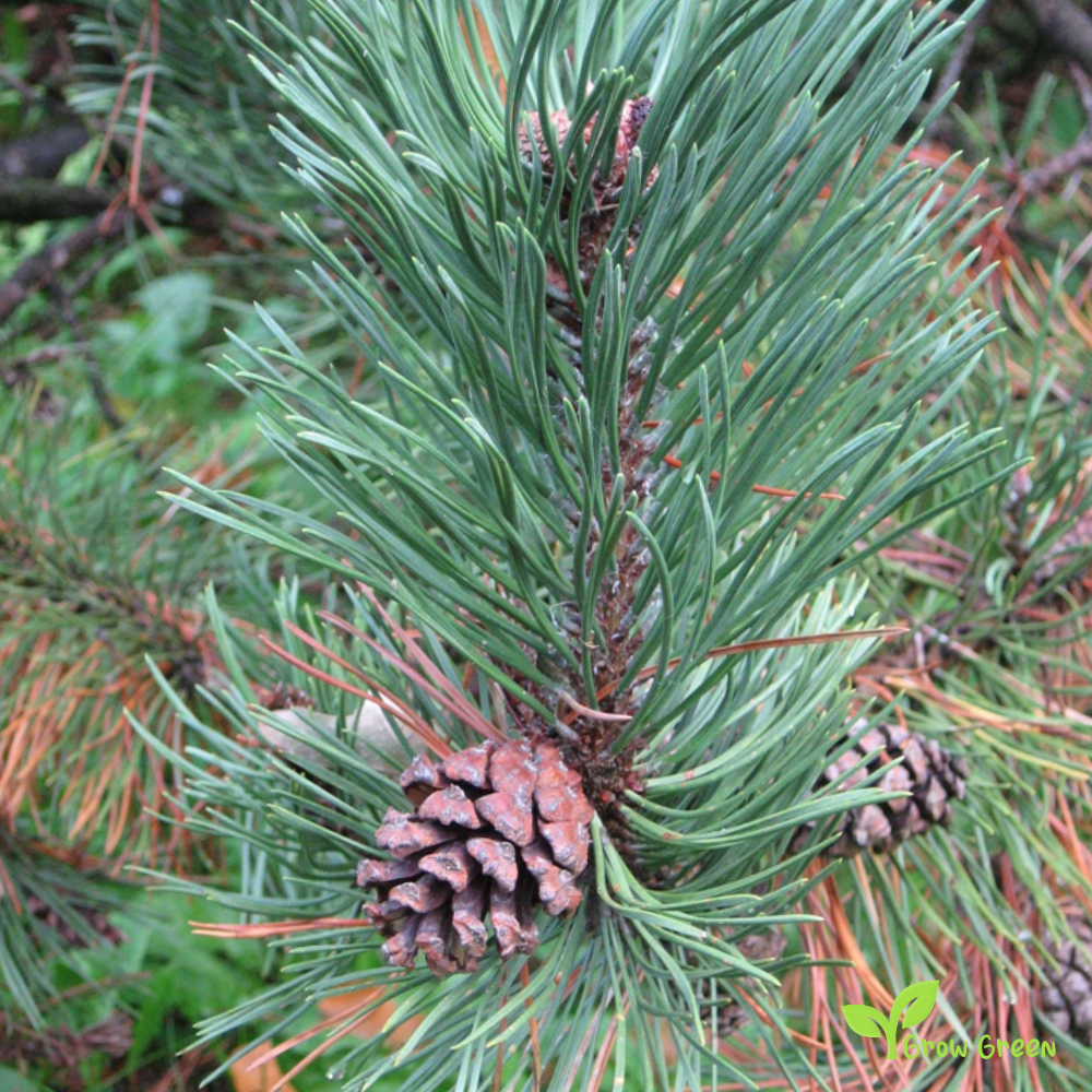 5 seeds of Matese Mountain Black Pine - PINUS NIGRA + Gift 5 seeds of Sunflower