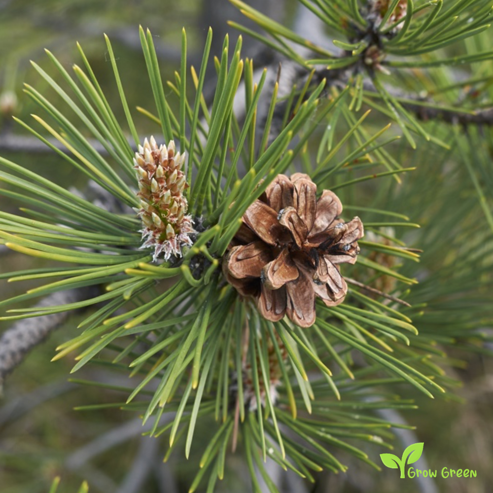 5 seeds of Matese Mountain Black Pine - PINUS NIGRA + Gift 5 seeds of Sunflower