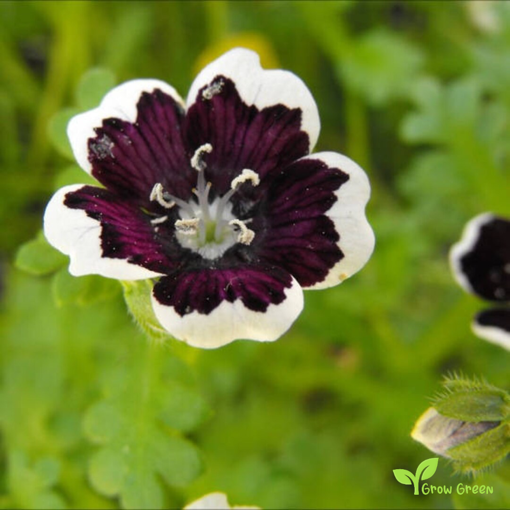 20 seeds of Nemophila Menziesii Pennie Black + Gift 5 seeds of Sunflower