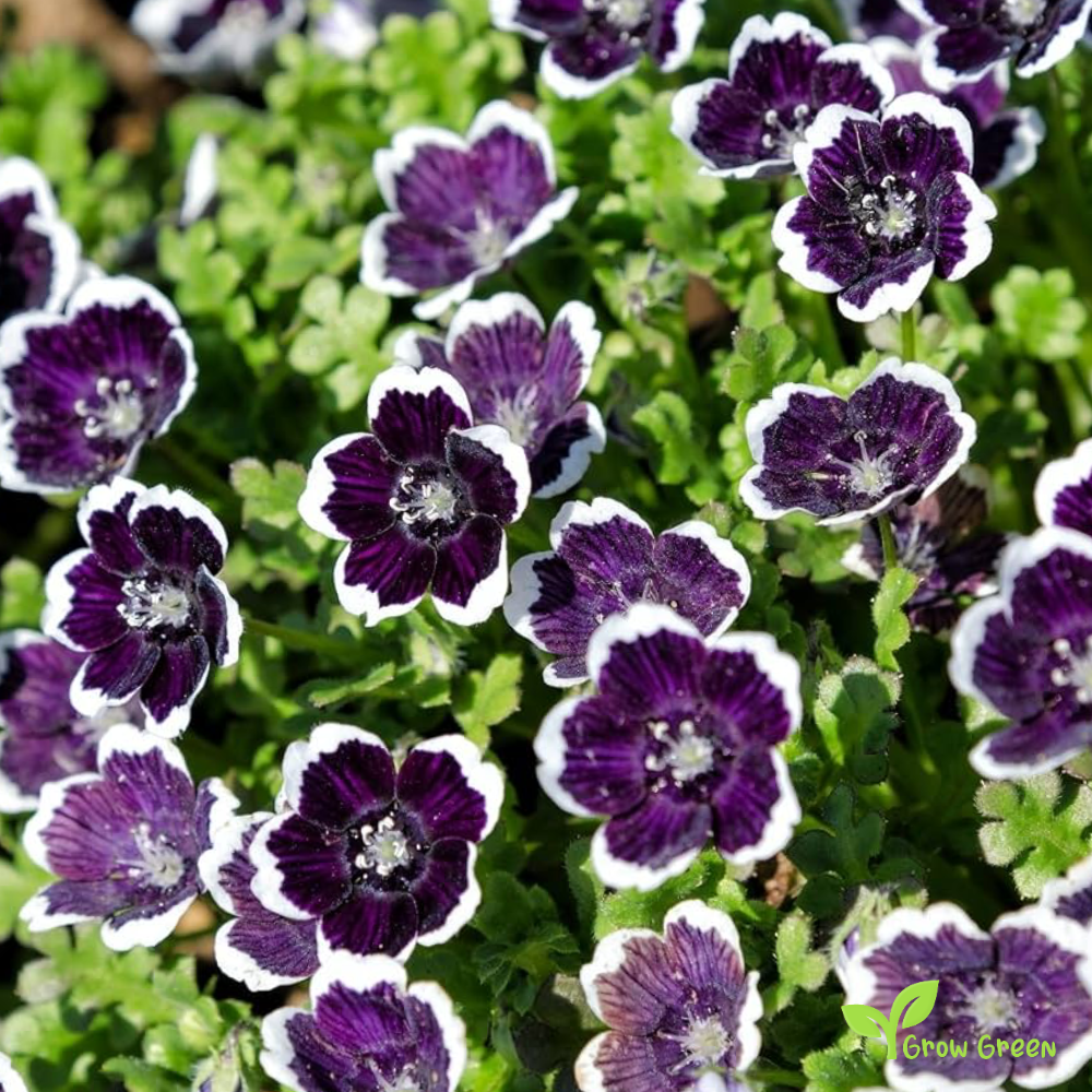 20 seeds of Nemophila Menziesii Pennie Black + Gift 5 seeds of Sunflower