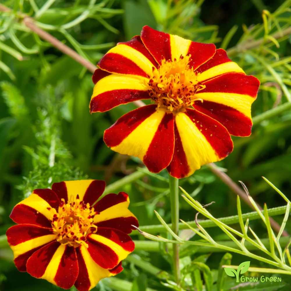 10 seeds of French Marigold Dandy Stripe - TAGETES PATULA + Gift 5 seeds of Sunflower