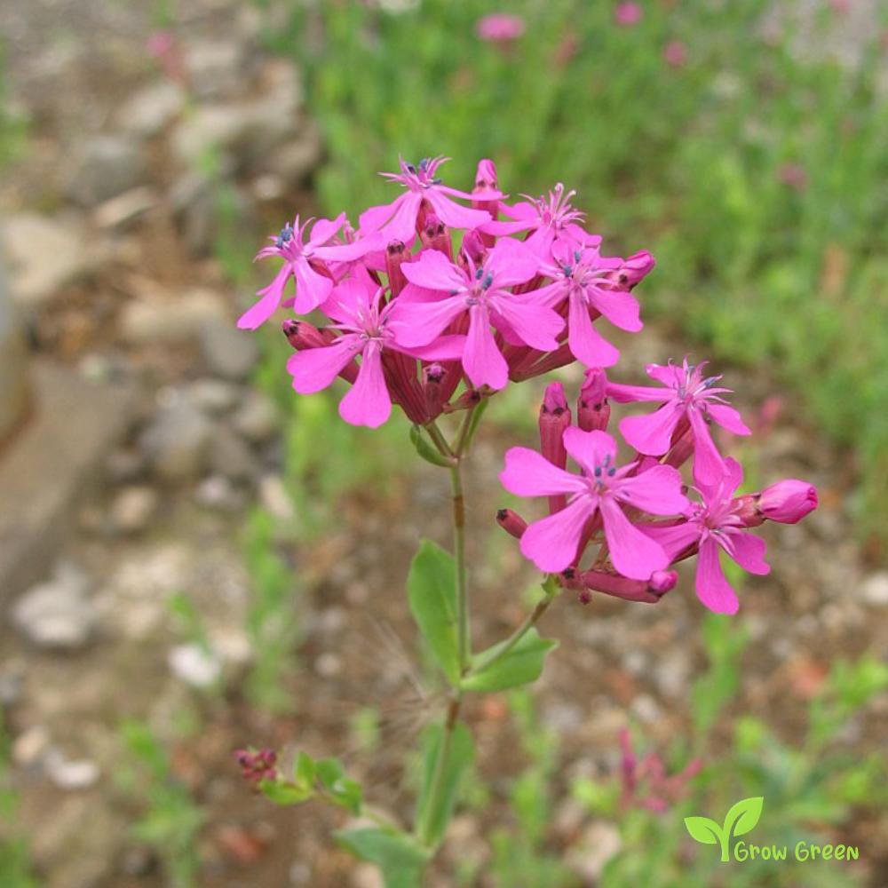 20 seeds of Silene Armenia Rubra - MELANDRIUM RUBRUM + Gift 5 seeds of Sunflower