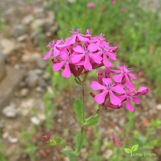 20 seeds of Silene Armenia Rubra - MELANDRIUM RUBRUM + Gift 5 seeds of Sunflower