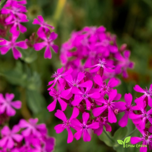 20 seeds of Silene Armenia Rubra - MELANDRIUM RUBRUM + Gift 5 seeds of Sunflower