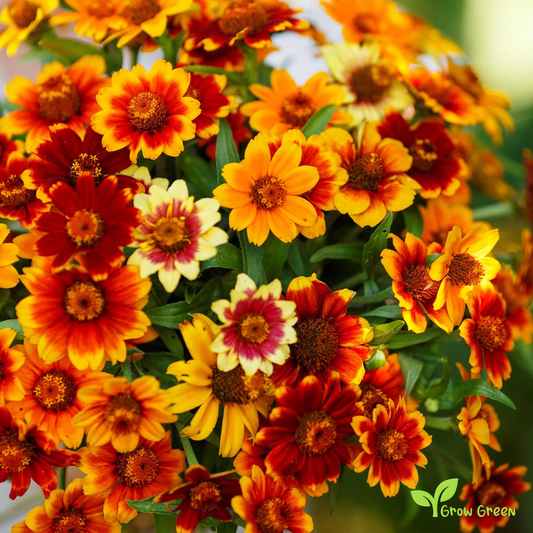 10 seeds of Haage Zinnia - ZINNIA HAAGEANA - Mexican Zinnia + Gift 5 seeds of Sunflower