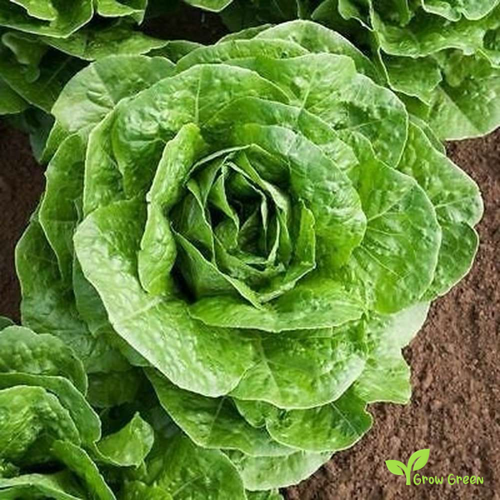 20 seeds of Lettuce Paris Island - LACTUCA SATIVA - Salad + Gift 5 seeds of Sunflower