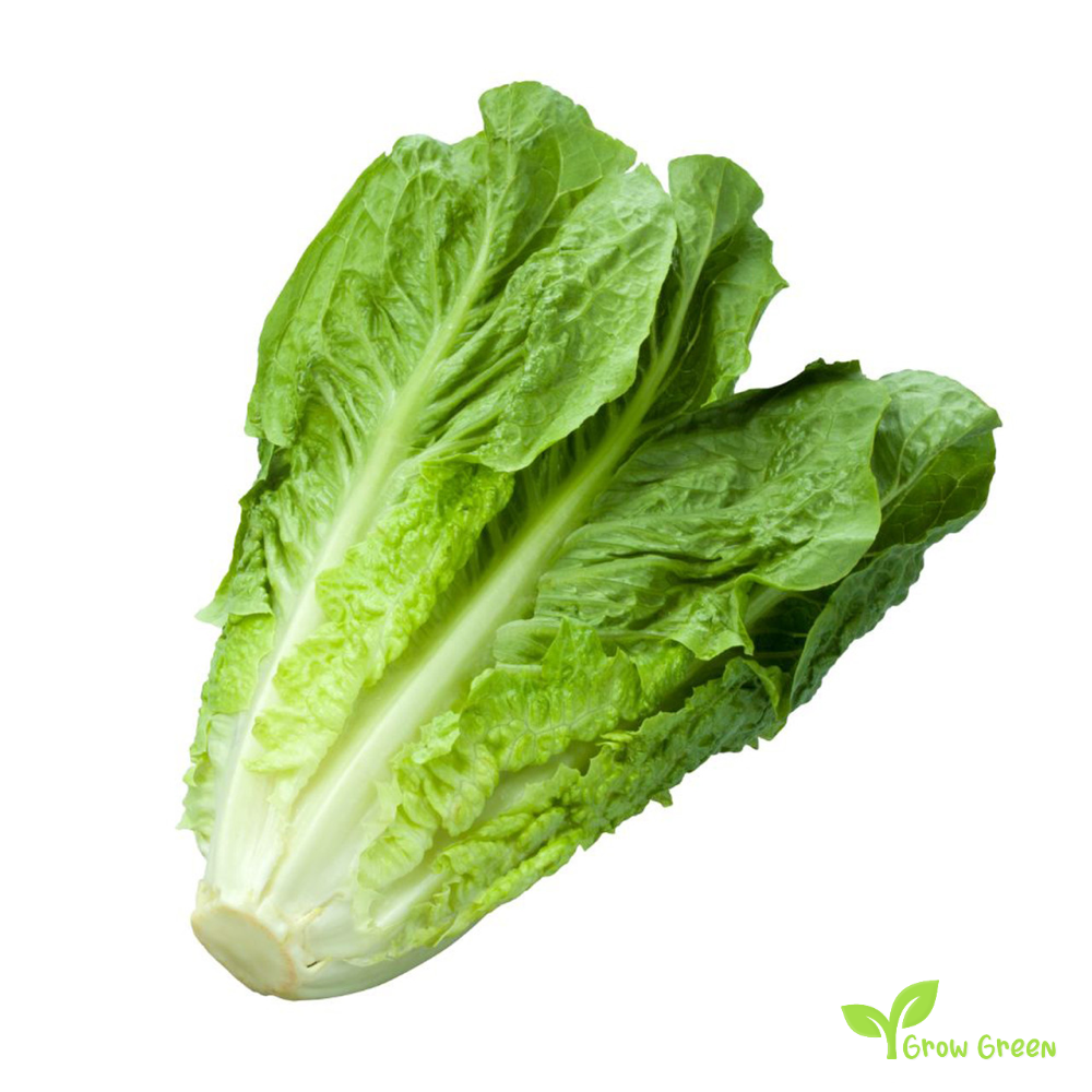 20 seeds of Lettuce Paris Island - LACTUCA SATIVA - Salad + Gift 5 seeds of Sunflower