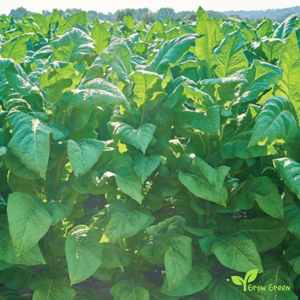 20 seeds of Burley Tobacco - NICOTIANA RUSTICA + Gift 5 seeds of Sunflower