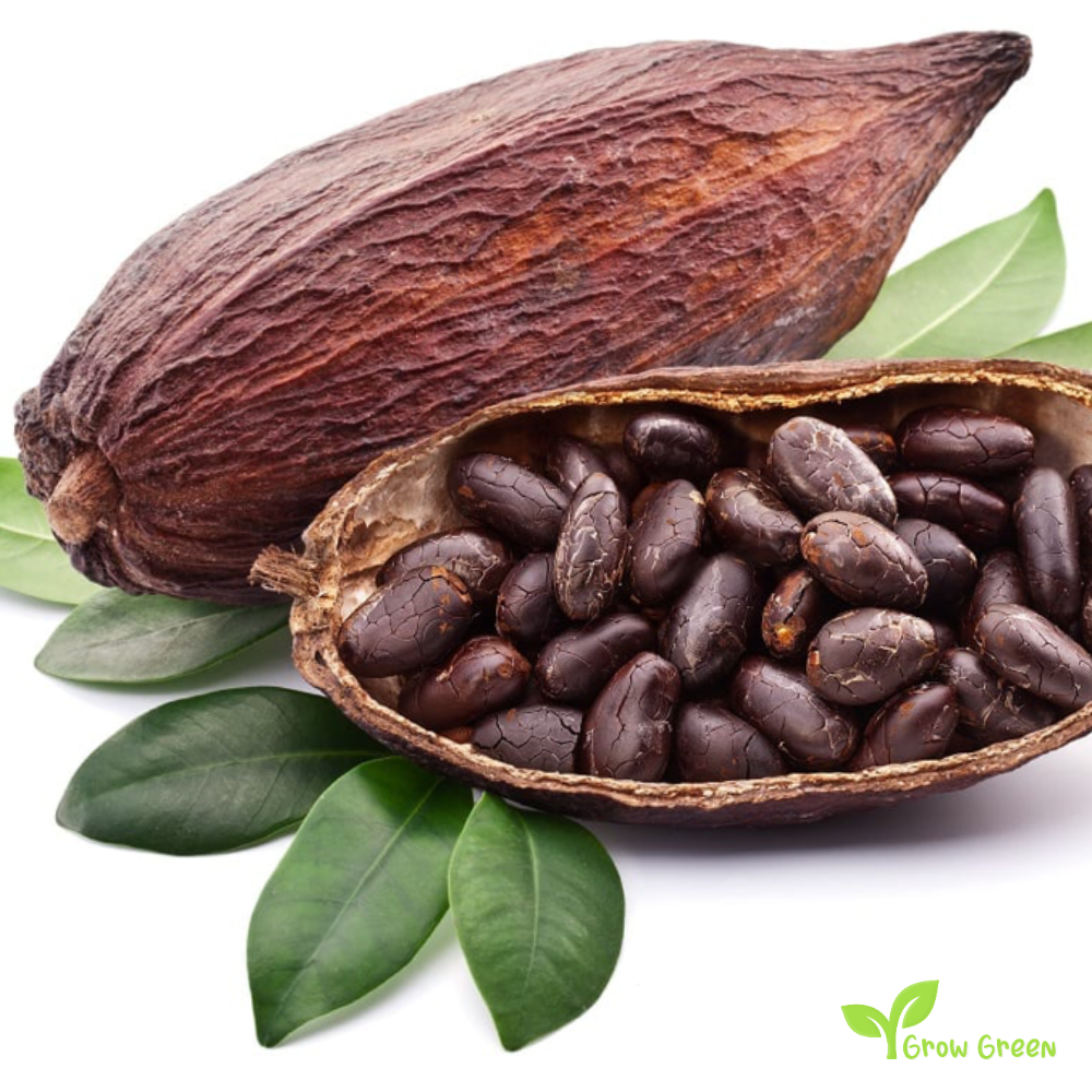 2 seeds of FRESH Cacao Tree - THEOBROMA CACAO - Cocoa Tree + Gift 5 seeds of Sunflower