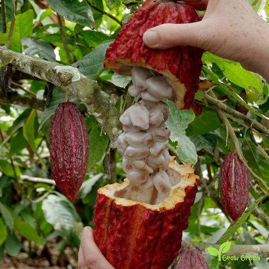 2 seeds of FRESH Cacao Tree - THEOBROMA CACAO - Cocoa Tree + Gift 5 seeds of Sunflower