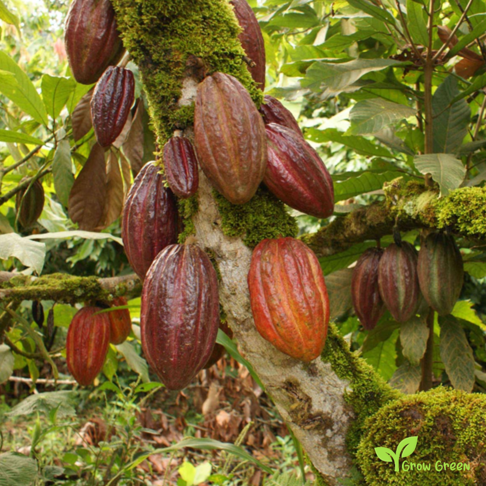 2 seeds of FRESH Cacao Tree - THEOBROMA CACAO - Cocoa Tree + Gift 5 seeds of Sunflower