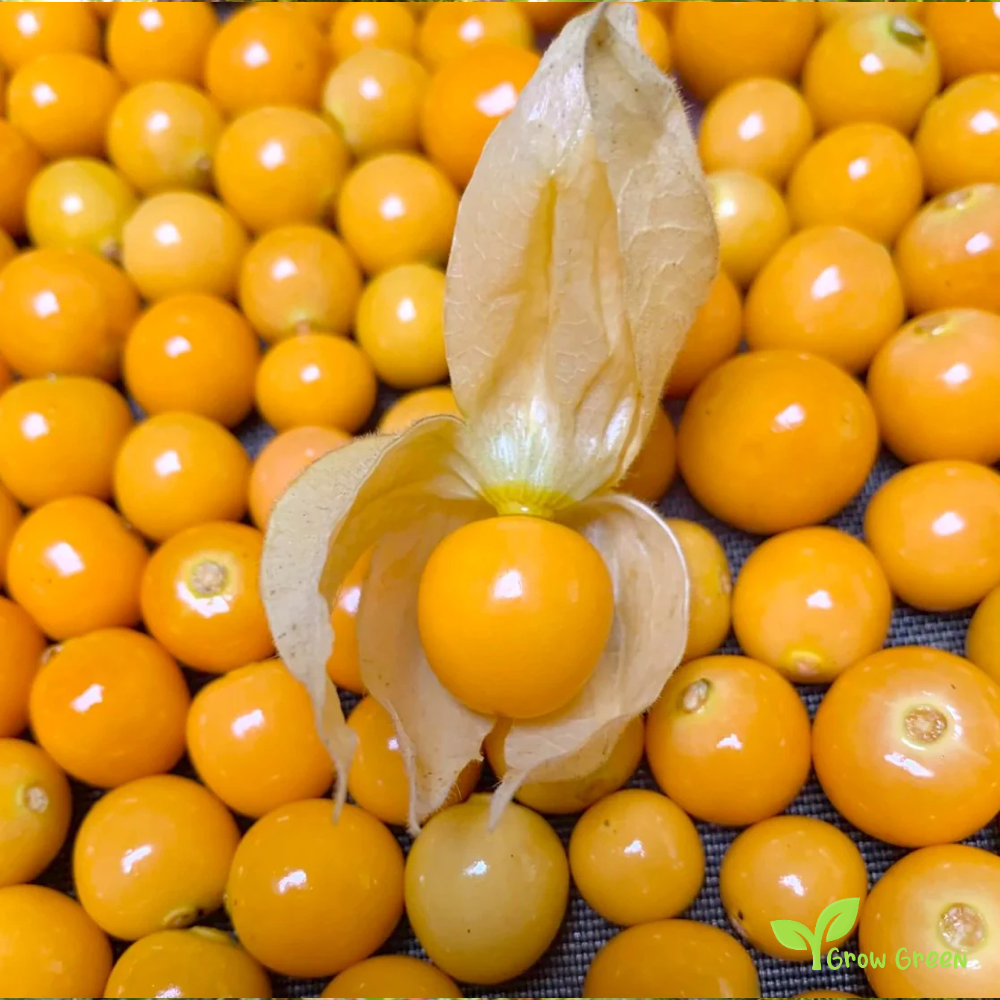 10 seeds of Goldenberry - PHYSALIS PERUVIANA - Cape Gooseberry + Gift 5 seeds of Sunflower