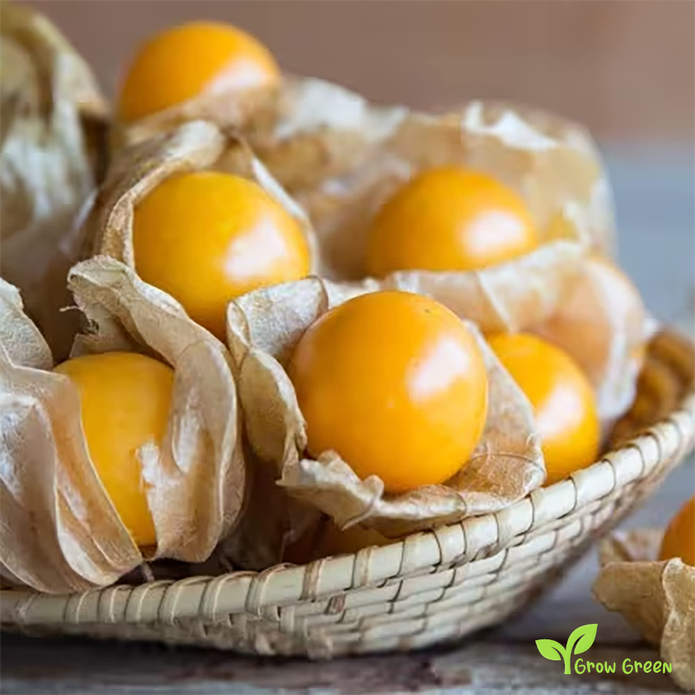 10 seeds of Goldenberry - PHYSALIS PERUVIANA - Cape Gooseberry + Gift 5 seeds of Sunflower